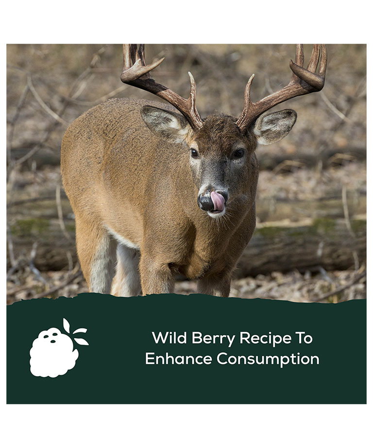 wild berry recipe