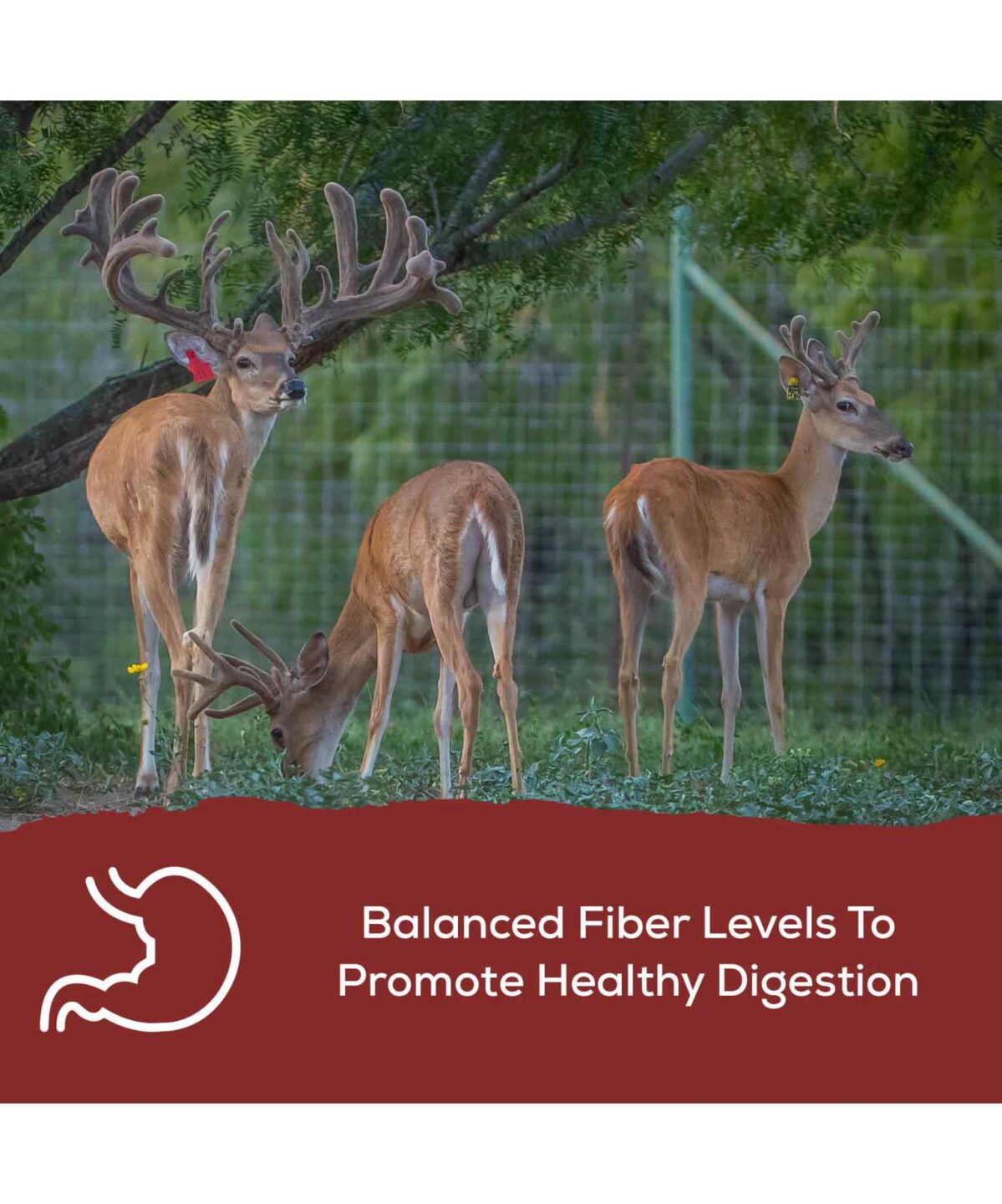 Breeder Textured | Record Rack Deer Feed