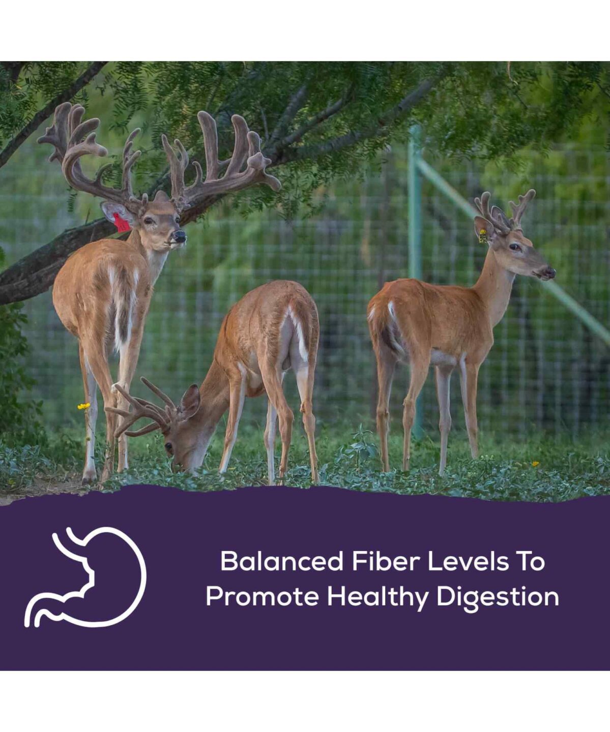 Buck Developer | Record Rack Deer Feed