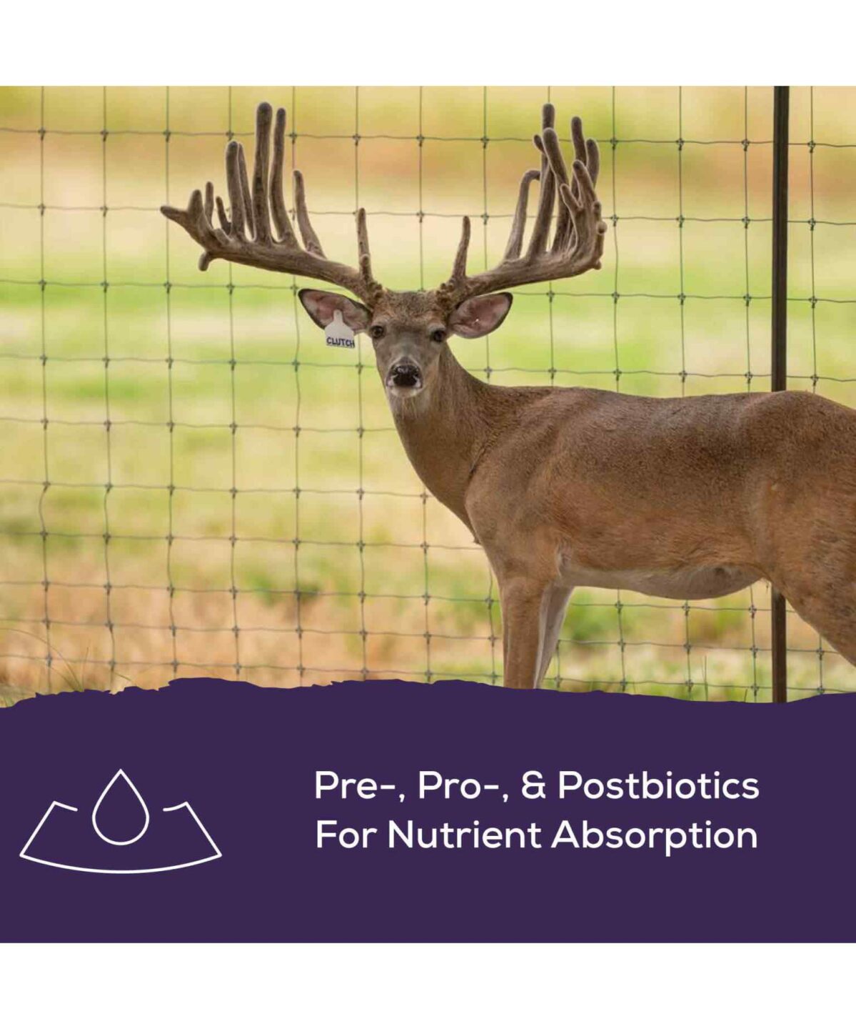 Hunting Buck Rack Buck Developer | Record Rack Deer Feed