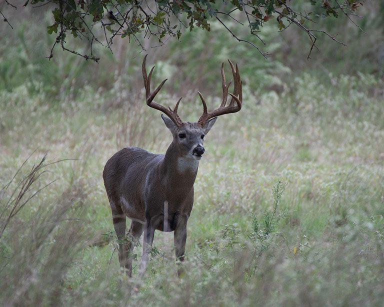 Whitetail buck