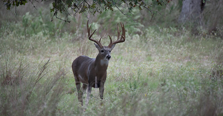 one whitetail buck