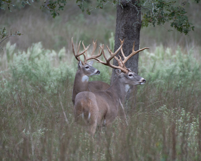 whitetail bucks in tall grass