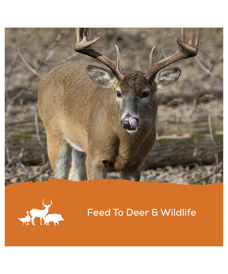 feed to deer and wildlife