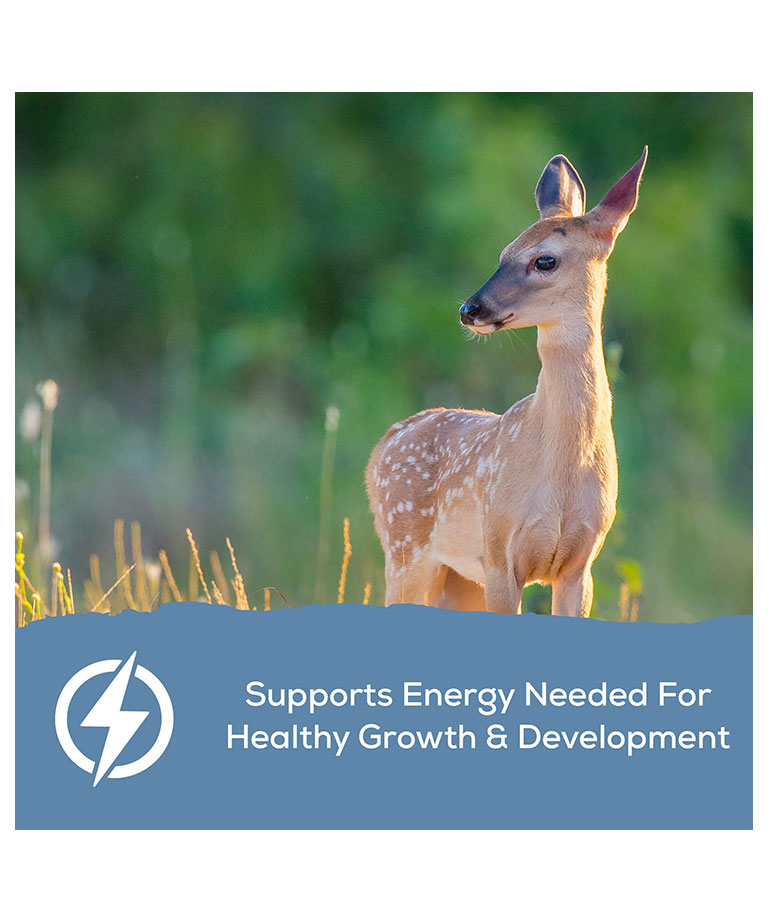 supports energy needed for growth