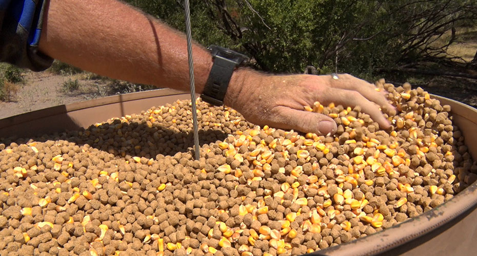 deer feed in feeder