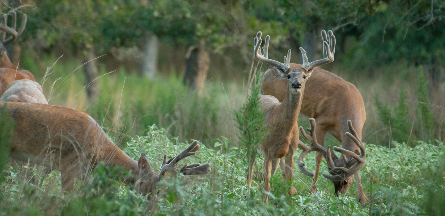 Whitetail Deer