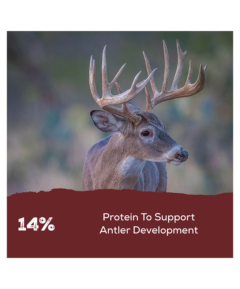 protein to support antler development