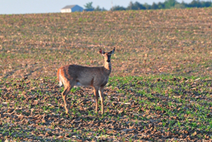 parasites in deer