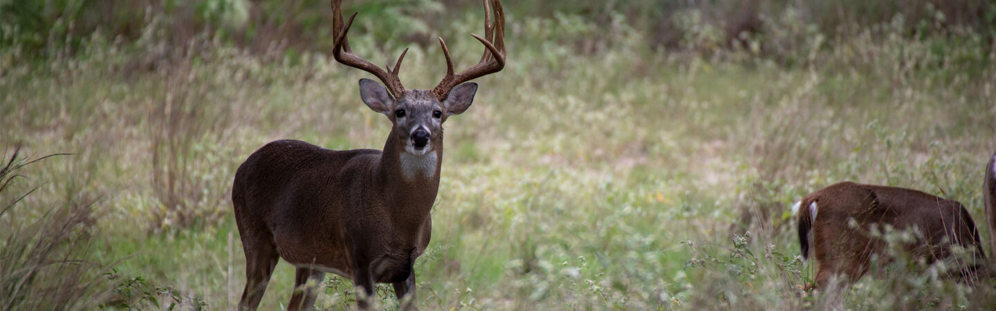 buck fall feeding