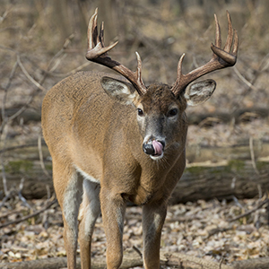 buck supplementation