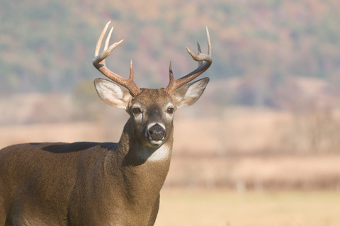 buck antler size