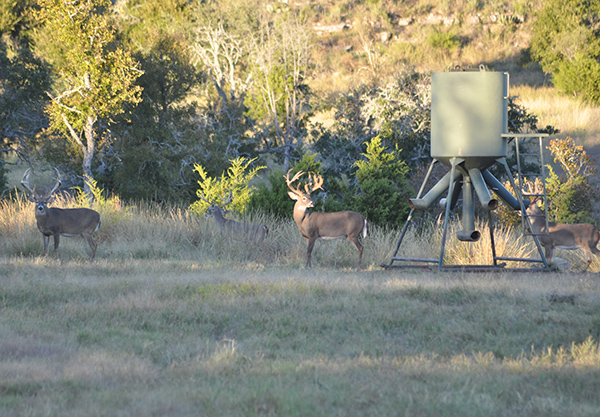 deer by feeder