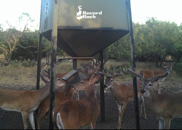 deer eating at feeder