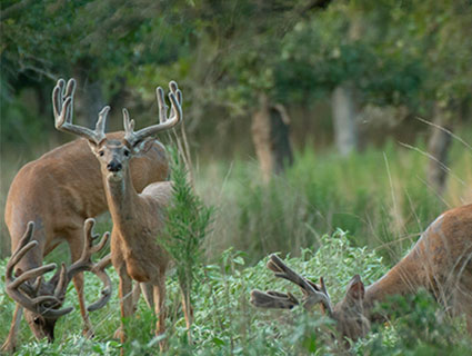 whitetail deer