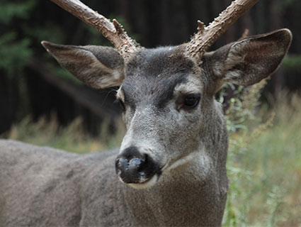 closeup of white tail deer