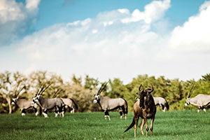 exotics on a pasture