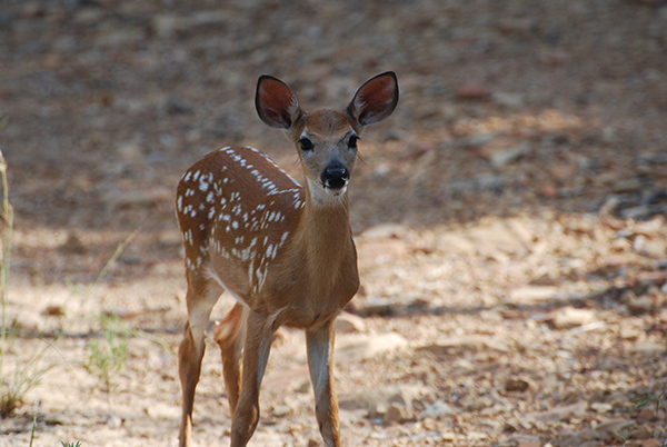 fawn