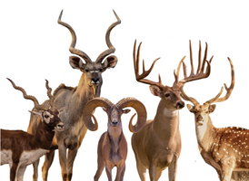 exotics and deer