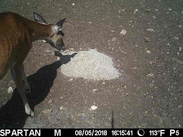 deer eating mineral