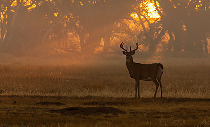 whitetail deer in sunrise