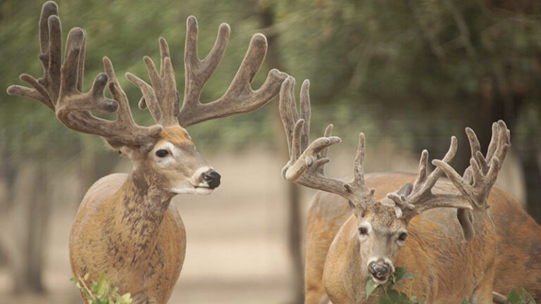 two bucks in velvet