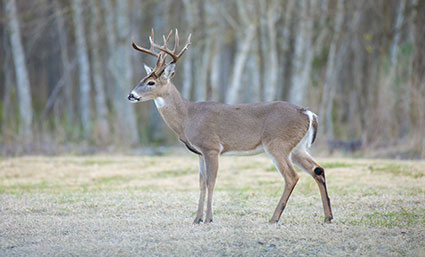 whitetail deer