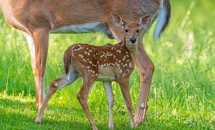 fawn and doe