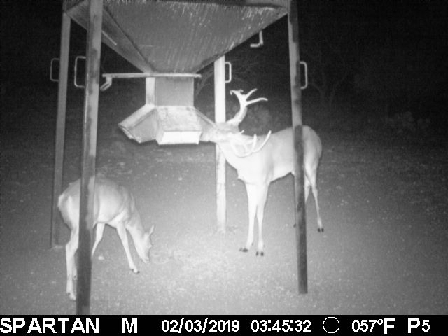 whitetail deer eating